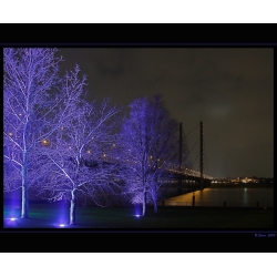 Blaue Bäume an der Rheinkniebrücke